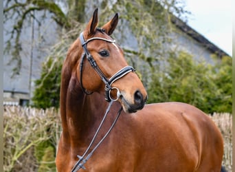 Oldenburger, Stute, 8 Jahre, 172 cm, Brauner