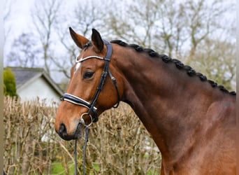Oldenburger, Stute, 8 Jahre, 172 cm, Brauner