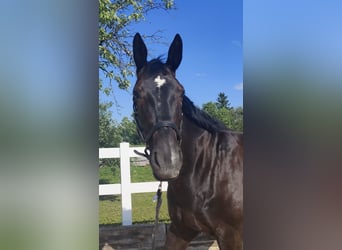 Oldenburger, Stute, 8 Jahre, 172 cm, Dunkelbrauner