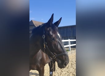 Oldenburger, Stute, 8 Jahre, 172 cm, Dunkelbrauner