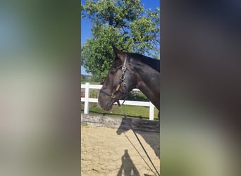 Oldenburger, Stute, 8 Jahre, 172 cm, Dunkelbrauner