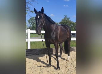 Oldenburger, Stute, 8 Jahre, 172 cm, Dunkelbrauner