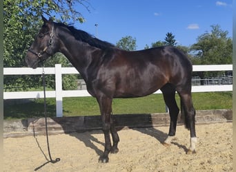 Oldenburger, Stute, 8 Jahre, 172 cm, Dunkelbrauner