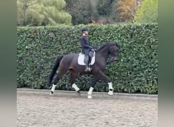 Oldenburger, Stute, 8 Jahre, 172 cm, Dunkelbrauner