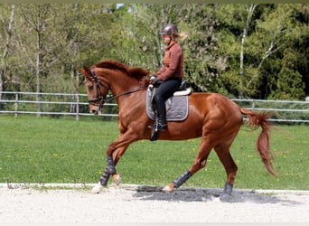 Oldenburger, Stute, 8 Jahre, 172 cm, Fuchs