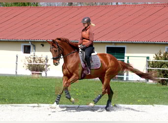 Oldenburger, Stute, 8 Jahre, 172 cm, Fuchs