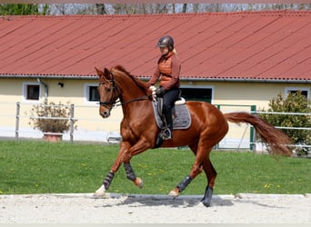 Oldenburger, Stute, 8 Jahre, 172 cm, Fuchs