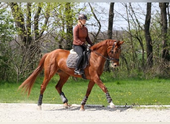 Oldenburger, Stute, 8 Jahre, 172 cm, Fuchs