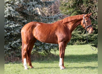 Oldenburger, Stute, 8 Jahre, 172 cm, Fuchs