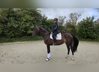 Oldenburger, Stute, 8 Jahre, 172 cm, Schwarzbrauner