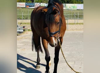 Oldenburger, Stute, 8 Jahre, 173 cm, Brauner