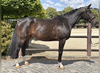 Oldenburger, Stute, 8 Jahre, 173 cm, Dunkelbrauner