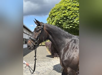 Oldenburger, Stute, 8 Jahre, 173 cm, Dunkelbrauner