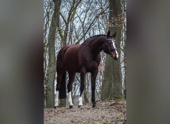 Oldenburger, Stute, 8 Jahre, 175 cm, Brauner