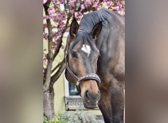 Oldenburger, Stute, 8 Jahre, 175 cm, Dunkelbrauner