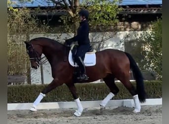 Oldenburger, Stute, 8 Jahre, 177 cm, Brauner