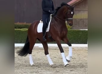 Oldenburger, Stute, 8 Jahre, 177 cm, Brauner