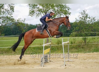 Oldenburger, Stute, 8 Jahre, 178 cm, Brauner