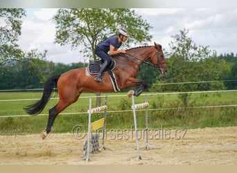 Oldenburger, Stute, 8 Jahre, 178 cm, Brauner