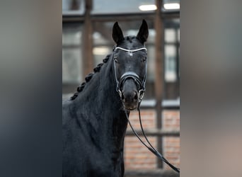 Oldenburger, Stute, 8 Jahre