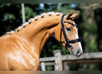 Oldenburger, Stute, 9 Jahre, 160 cm, Palomino