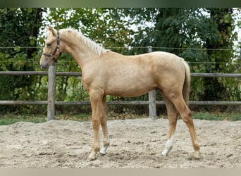 Oldenburger, Stute, 9 Jahre, 160 cm, Palomino