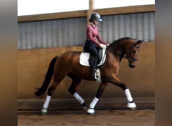 Oldenburger, Stute, 9 Jahre, 162 cm, Brauner