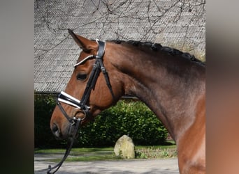 Oldenburger, Stute, 9 Jahre, 162 cm, Brauner