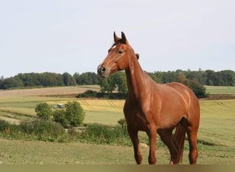 Oldenburger, Stute, 9 Jahre, 163 cm, Fuchs