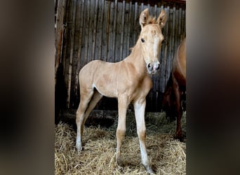 Oldenburger, Stute, 9 Jahre, 163 cm, Fuchs