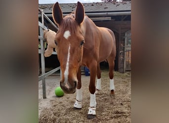 Oldenburger, Stute, 9 Jahre, 163 cm, Fuchs