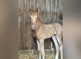 Oldenburger, Stute, 9 Jahre, 163 cm, Fuchs