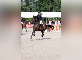 Oldenburger, Stute, 9 Jahre, 164 cm, Dunkelbrauner