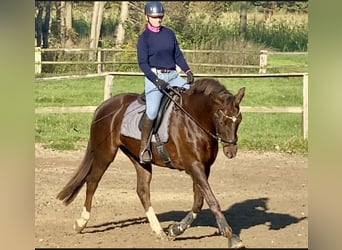 Oldenburger, Stute, 9 Jahre, 164 cm, Fuchs
