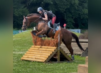 Oldenburger, Stute, 9 Jahre, 164 cm, Fuchs