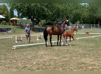 Oldenburger, Stute, 9 Jahre, 164 cm, Schwarzbrauner