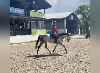 Oldenburger, Stute, 9 Jahre, 165 cm, Apfelschimmel