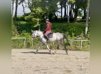 Oldenburger, Stute, 9 Jahre, 165 cm, Apfelschimmel