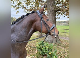 Oldenburger, Stute, 9 Jahre, 165 cm, Brauner