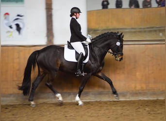 Oldenburger, Stute, 9 Jahre, 165 cm, Brauner