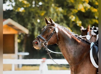 Oldenburger, Stute, 9 Jahre, 165 cm, Brauner
