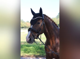 Oldenburger, Stute, 9 Jahre, 165 cm, Dunkelfuchs