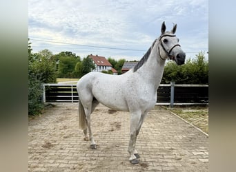 Oldenburger, Stute, 9 Jahre, 165 cm, Fliegenschimmel