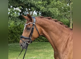 Oldenburger, Stute, 9 Jahre, 165 cm, Fuchs
