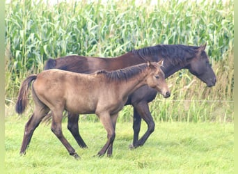 Oldenburger, Stute, 9 Jahre, 165 cm, Rappe