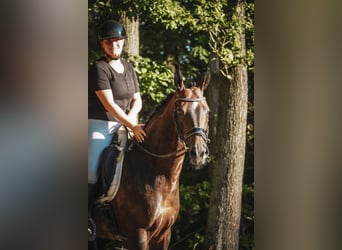 Oldenburger, Stute, 9 Jahre, 165 cm, Schwarzbrauner