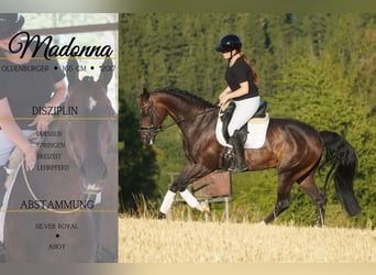 Oldenburger, Stute, 9 Jahre, 165 cm, Schwarzbrauner