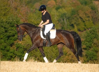 Oldenburger, Stute, 9 Jahre, 165 cm, Schwarzbrauner