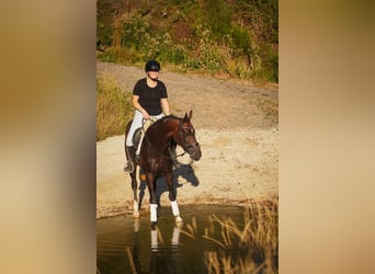 Oldenburger, Stute, 9 Jahre, 165 cm, Schwarzbrauner