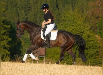 Oldenburger, Stute, 9 Jahre, 165 cm, Schwarzbrauner